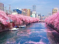 大岡川の桜.jpg